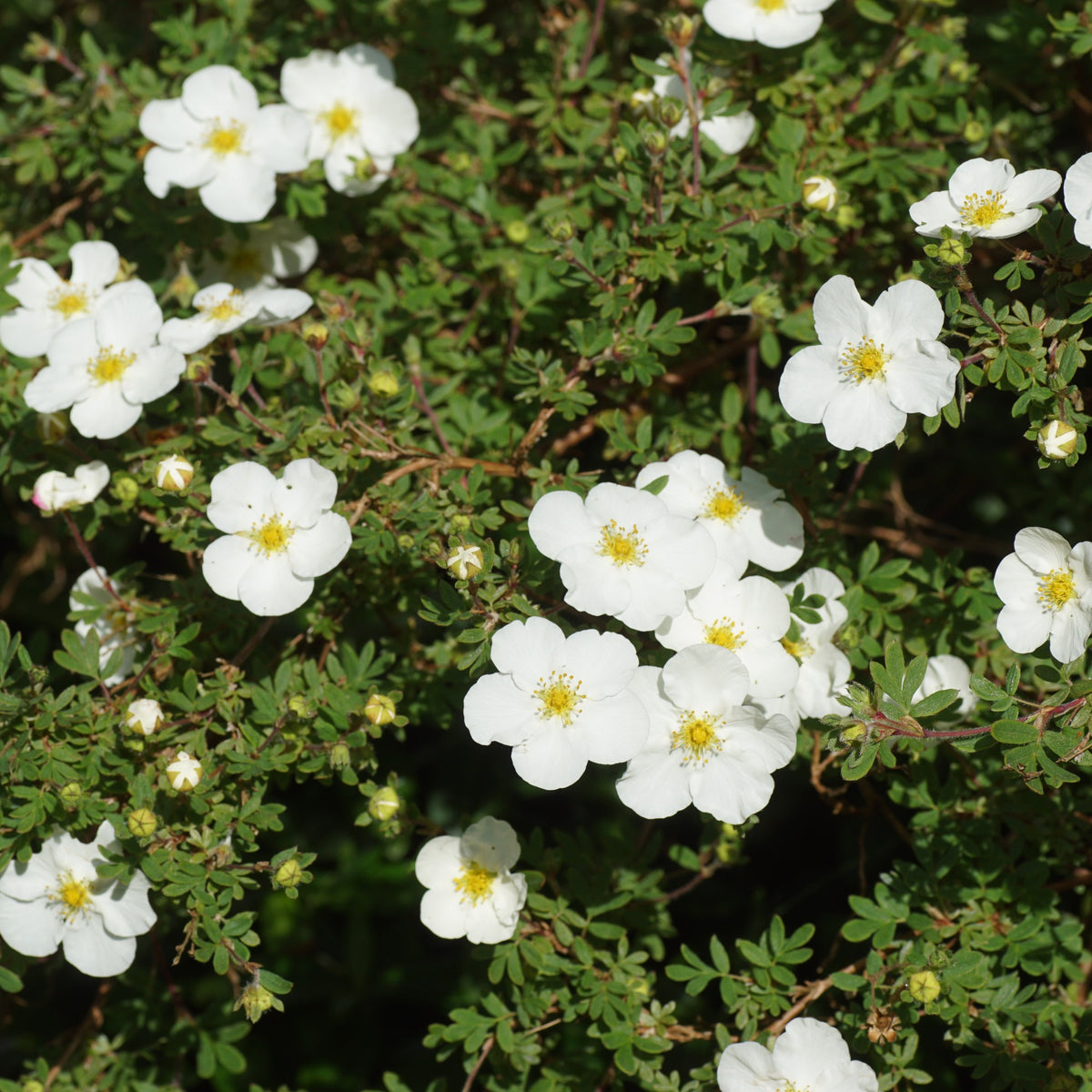 Potentilla fruticosa Abbotswood - Potentille Abbotswood - Arbustes fleuris