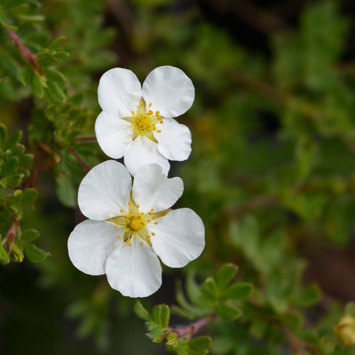 Arbustes fleuris - Potentille Abbotswood - Potentilla fruticosa Abbotswood