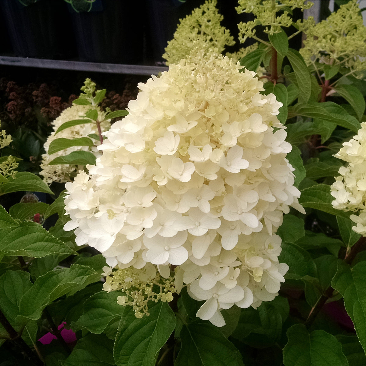 Hydrangea paniculata Silver Dollar - Hortensia paniculé 'Silver Dollar' - Hortensia paniculata