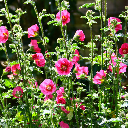 Mauve du Cap El Rayo - Bakker