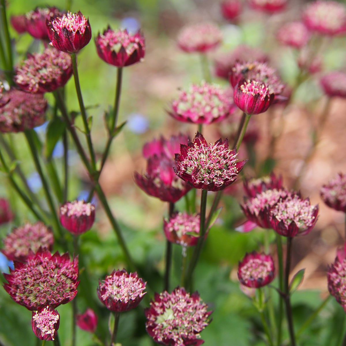 Astrantia major Moulin Rouge - Grande astrance Moulin Rouge - Astrance