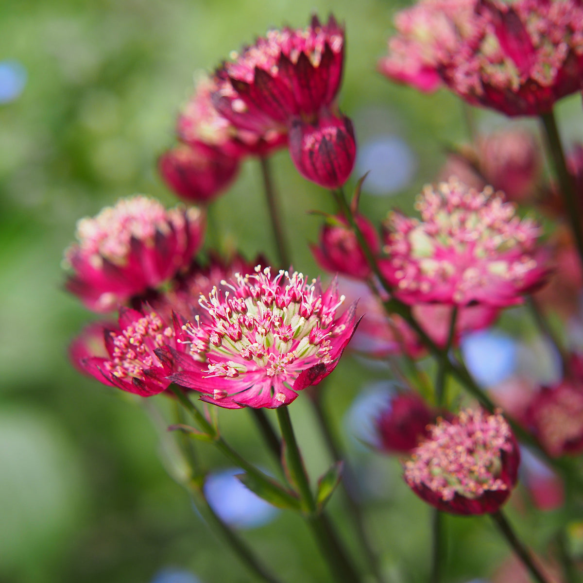 Grande astrance Moulin Rouge - Astrantia major Moulin Rouge - Bakker