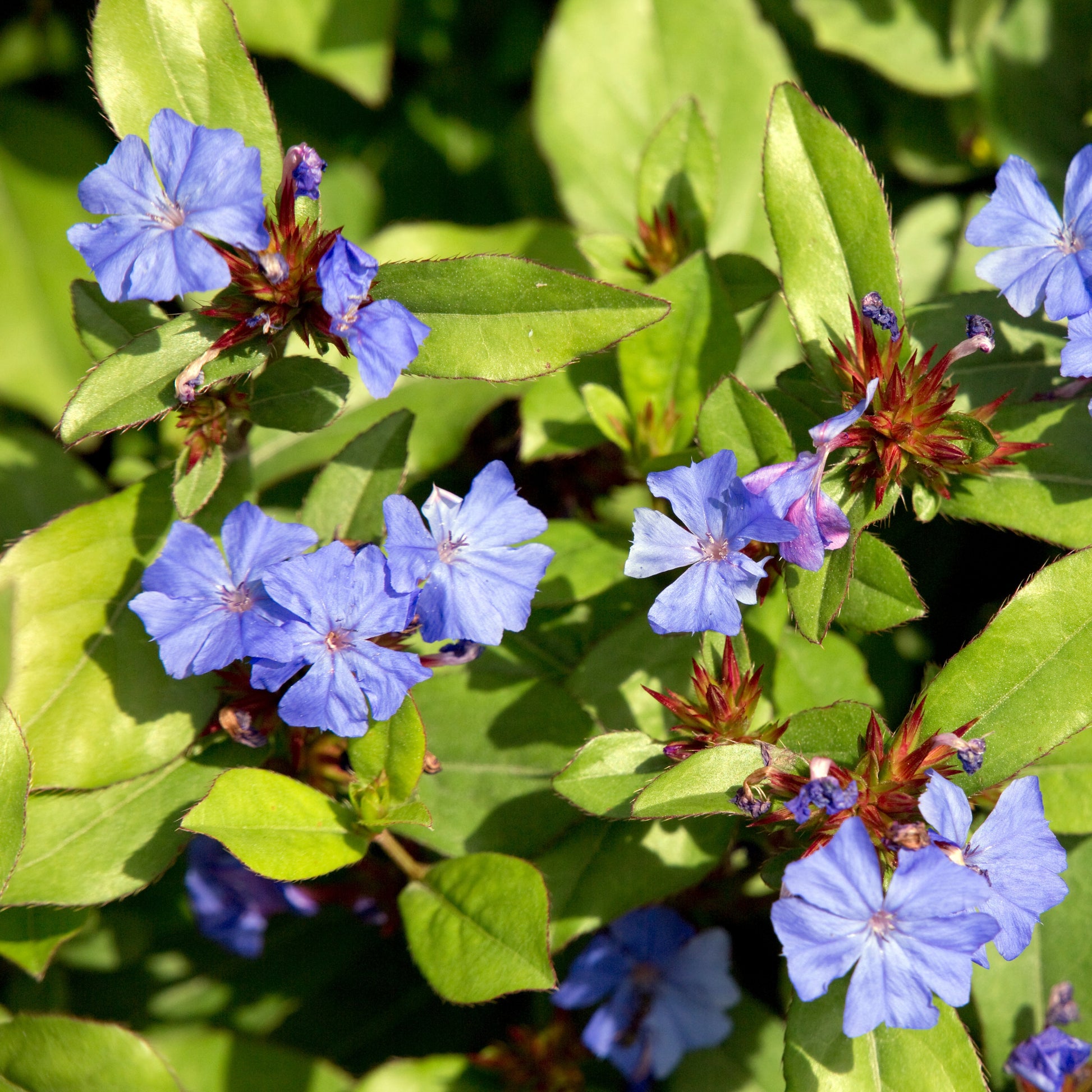 Cerastostigma - Dentelaire bleue - Ceratostigma plumbaginoides - Bakker