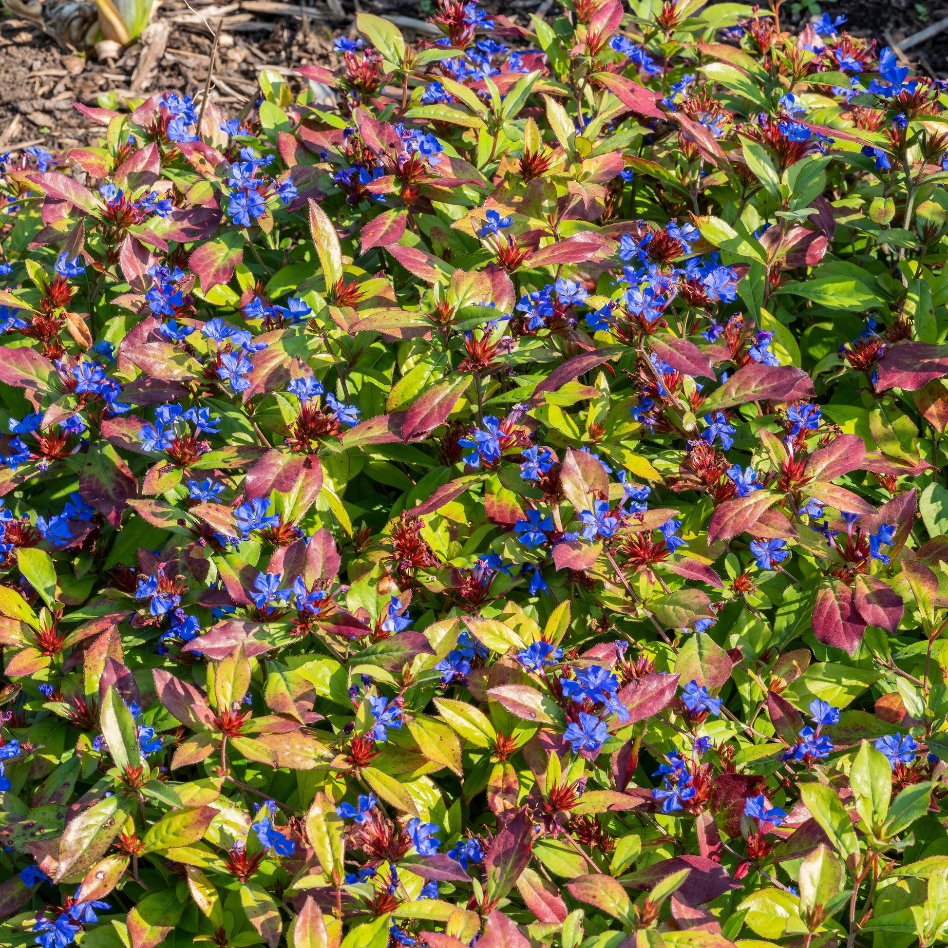 Cerastostigma - Dentelaire bleue - Bakker