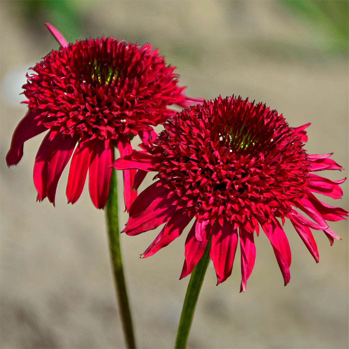 Echinacea purpurea Eccentric - Echinacée pourpre Eccentric - Plantes vivaces