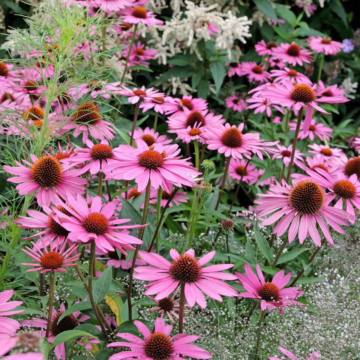 Vivaces fleuries - Echinacée pourpre Rubinstern - Echinacea purpurea Rubinstern