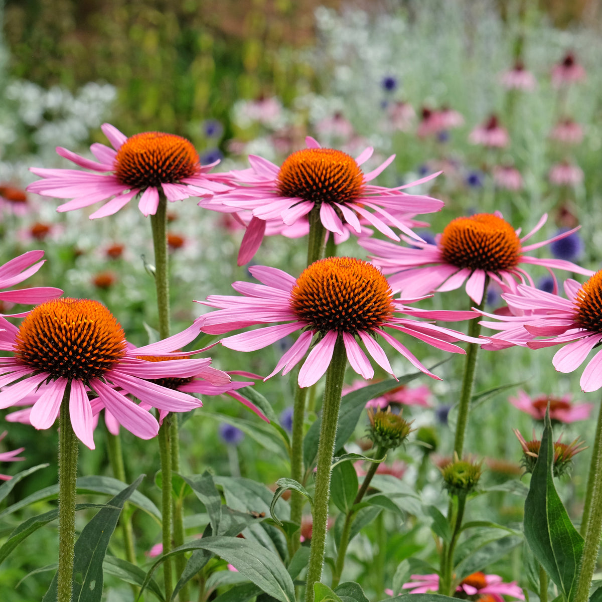 Echinacea purpurea Rubinstern - Echinacée pourpre Rubinstern - Vivaces fleuries