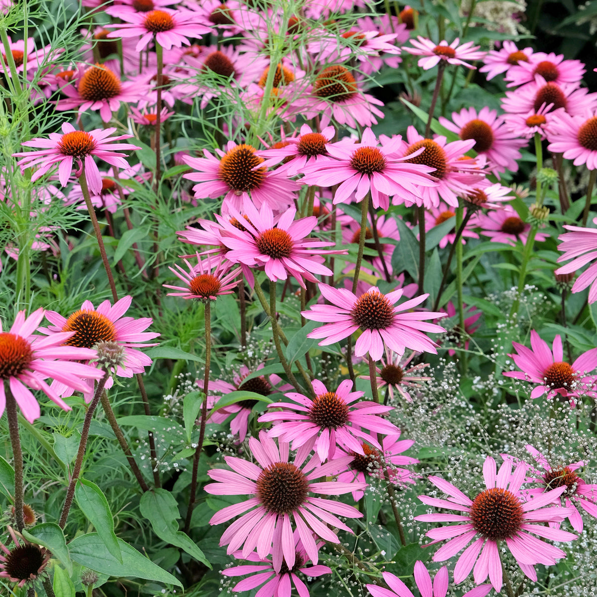 Echinacée pourpre Rubinstern - Echinacea purpurea Rubinstern - Bakker