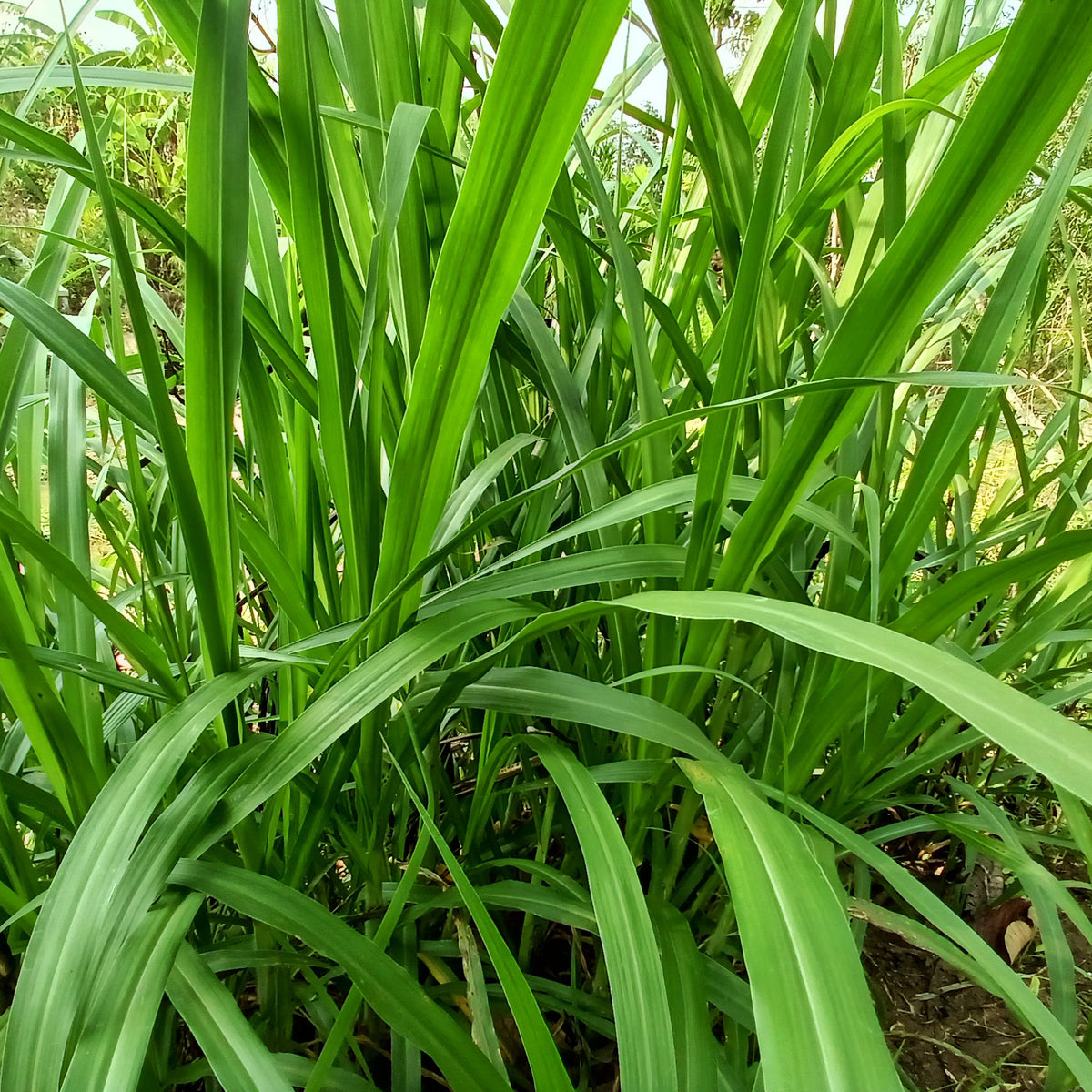 Carex - Laîche pendante - Carex - Carex pendula