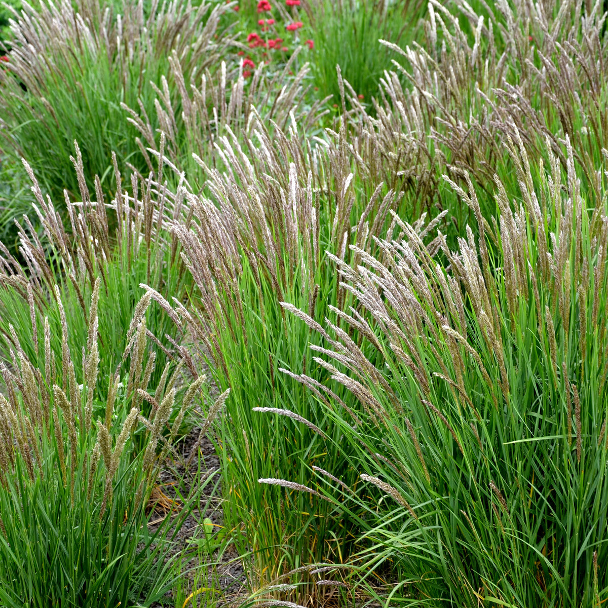 Mélique ciliée - Melica ciliata - Bakker