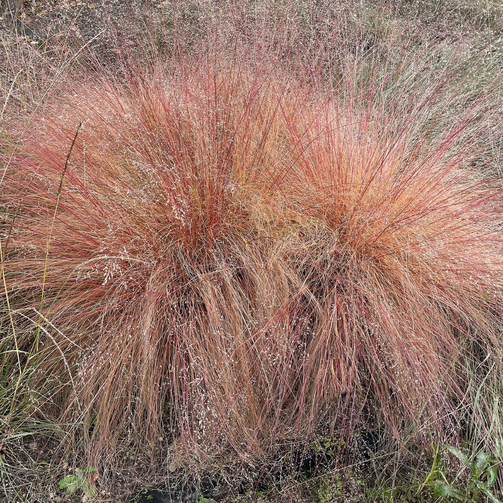 Sporobole à glumes inégales - Sporobolus heterolepis - Bakker