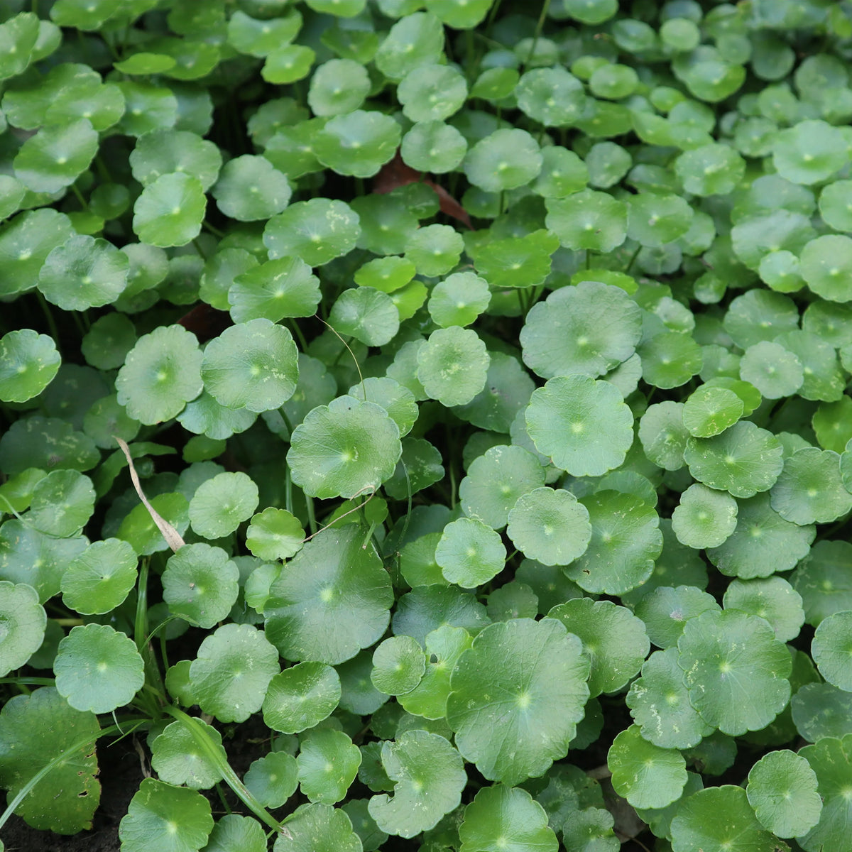 Ecuelle d'eau Herbe aux patagons - Hydrocotyle vulgaris - Bakker
