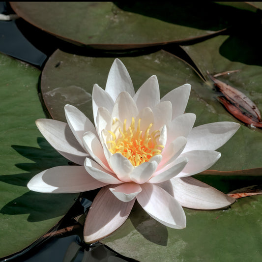 Nénuphar blanc - Nymphaea alba - Nénuphars