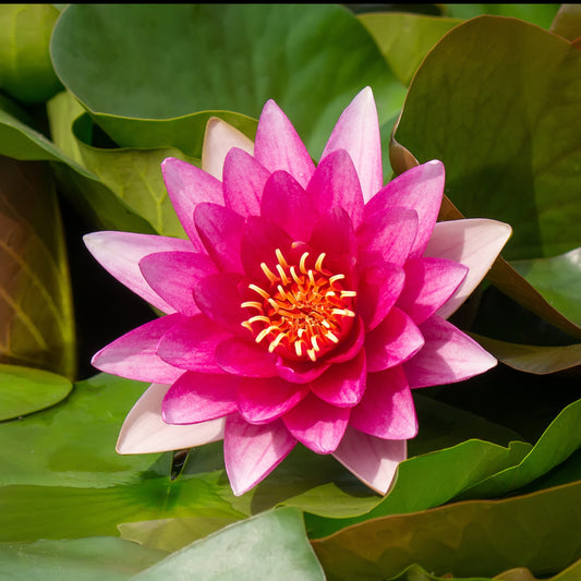 Bakker - Nénuphar 'Escarboucle' - Nymphaea escarboucle