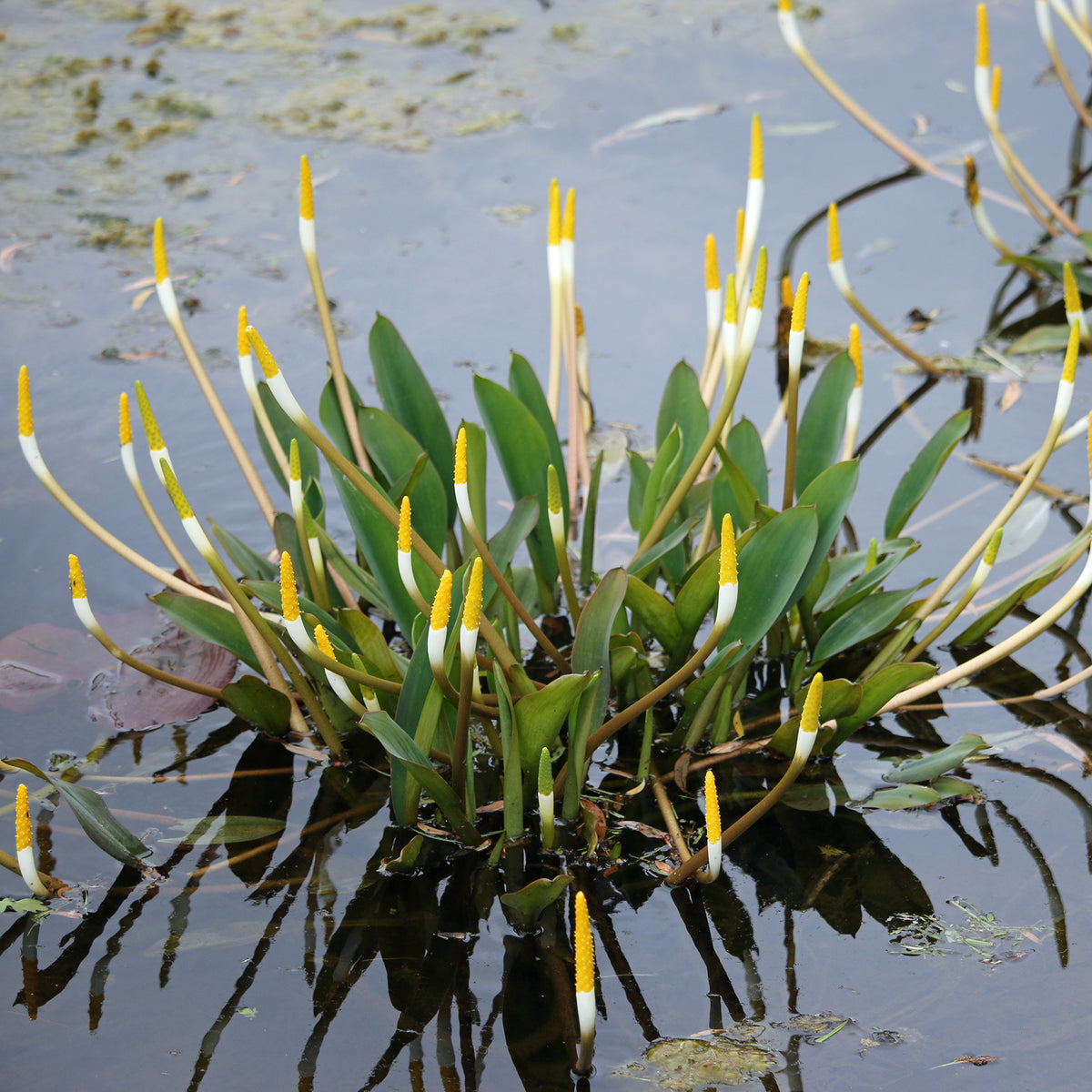 Plante bougie - Bakker