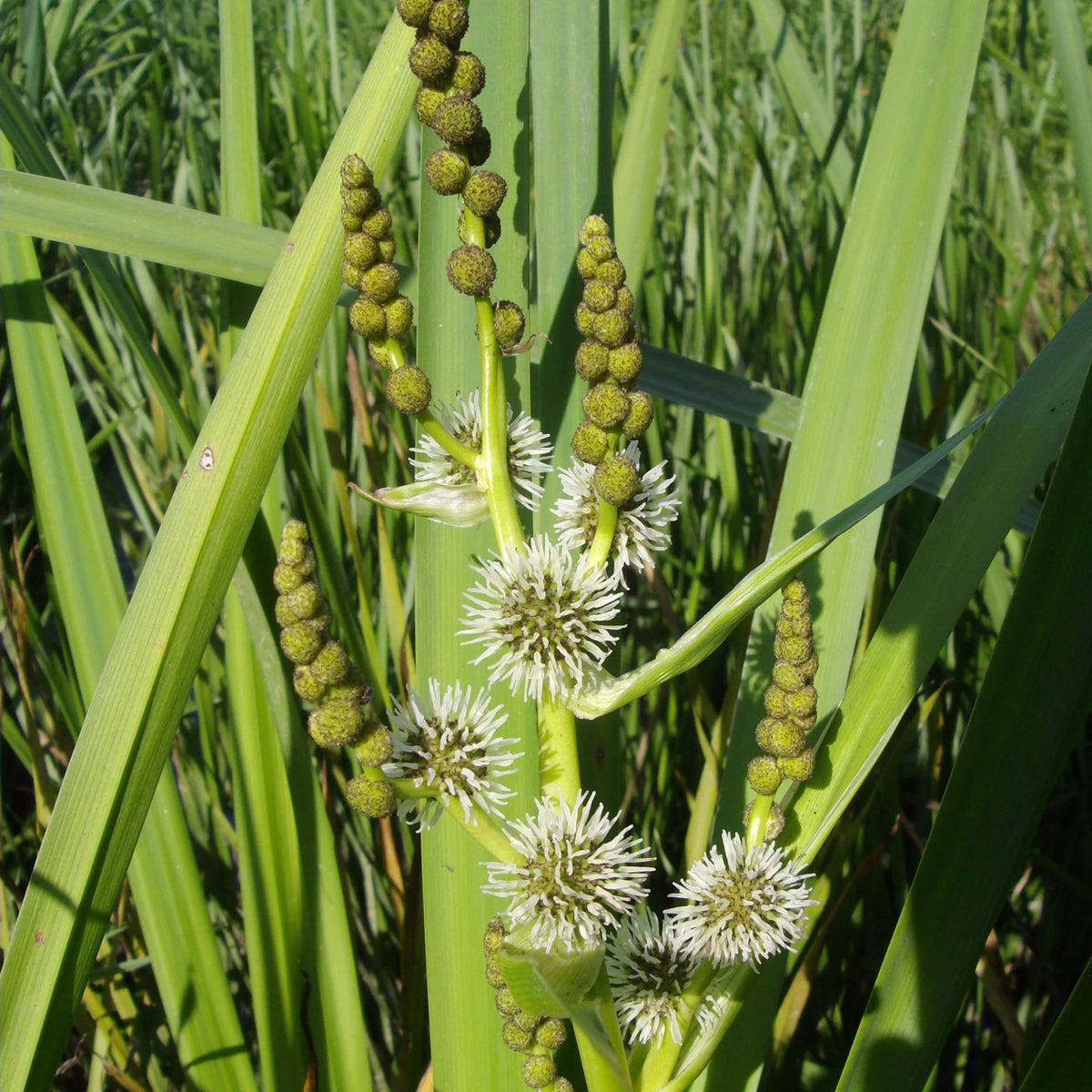 Rubanier d'eau - Sparganium erectum - Bakker