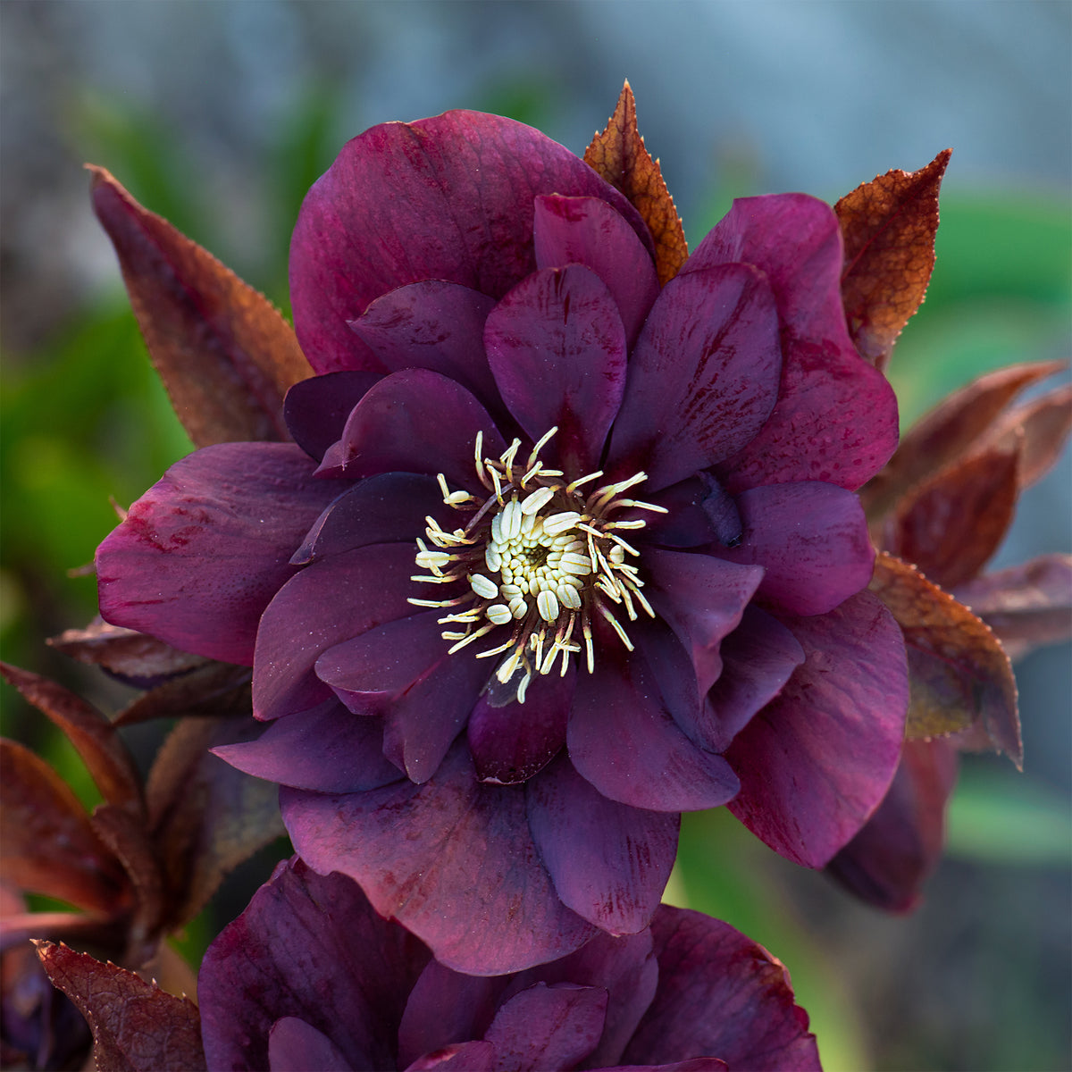 Helleborus orientalis Double Ellen Purple - 2 Hellébores doubles violettes Ellen - Hellébore - Rose de Noël