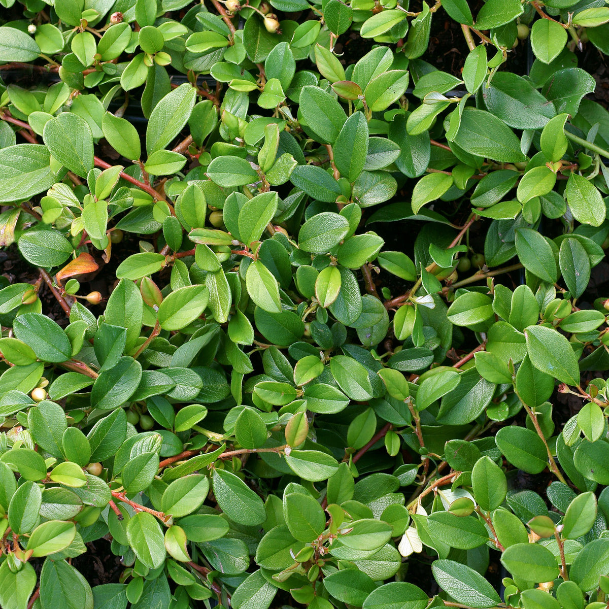 Vente Cotonéaster de Dammer