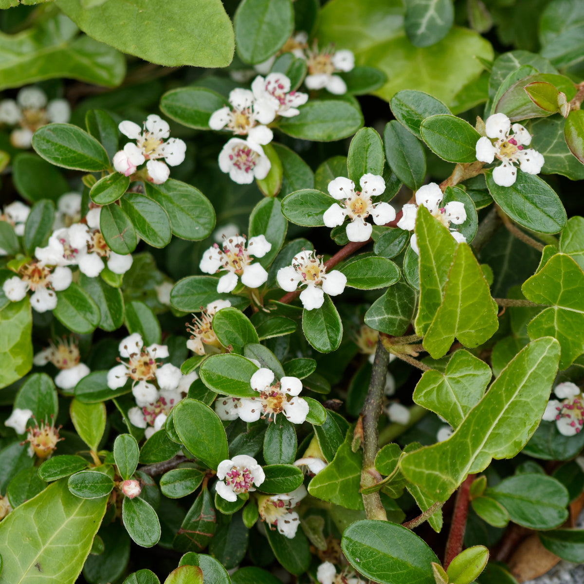 Arbustes fleuris - Cotonéaster de Dammer - Cotoneaster Dammeri