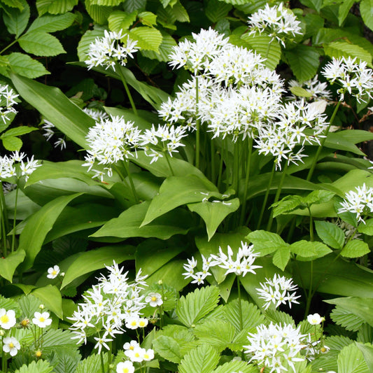 Ail des ours - Bakker