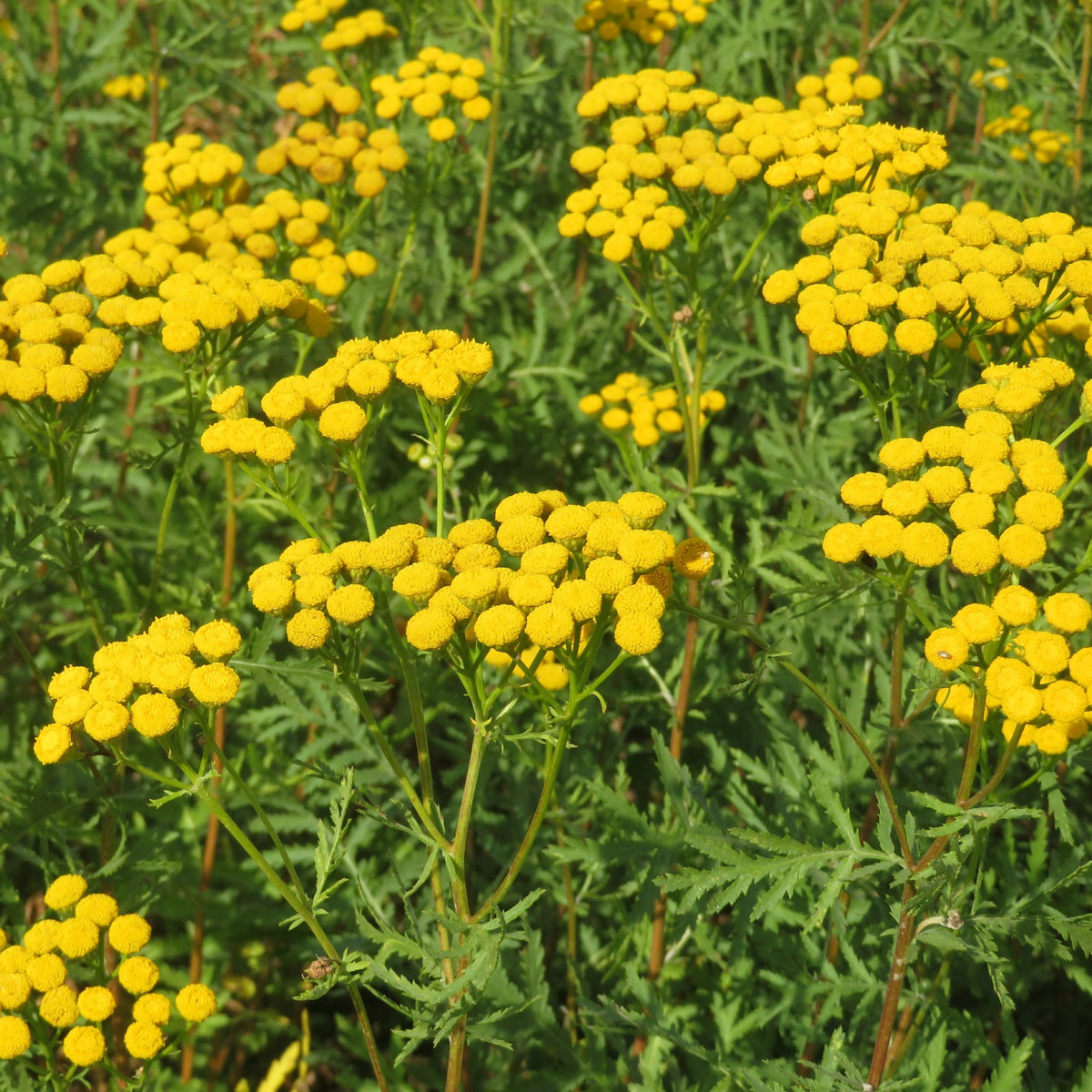 Tanaisie - Tanacetum vulgare - Bakker
