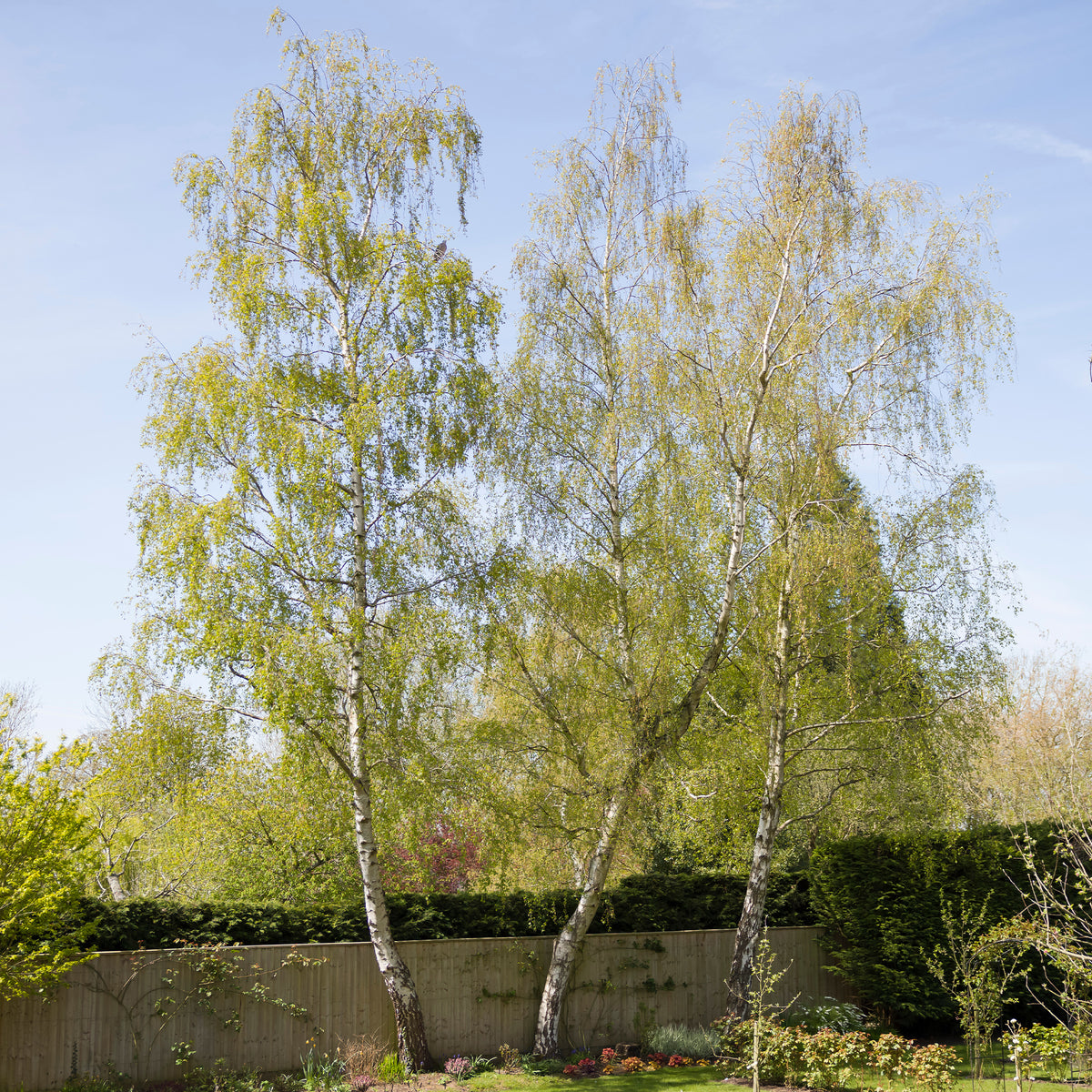 Bouleau commun - Betula pendula - Bakker