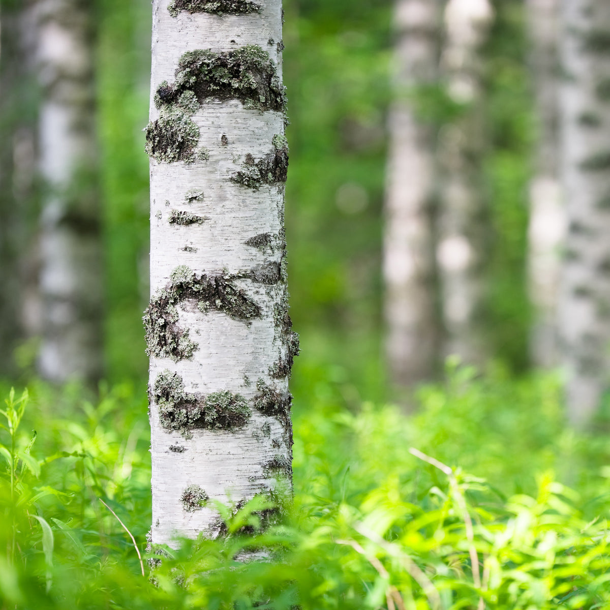 Bouleau - Bouleau commun - Betula pendula