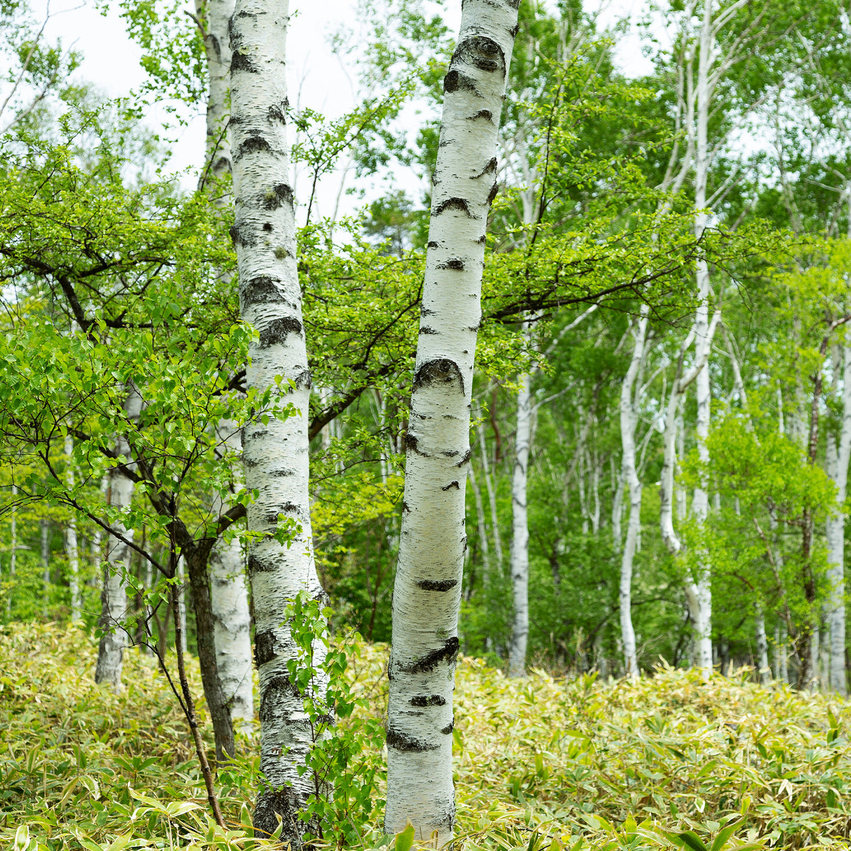 Vente Bouleau commun - Betula pendula