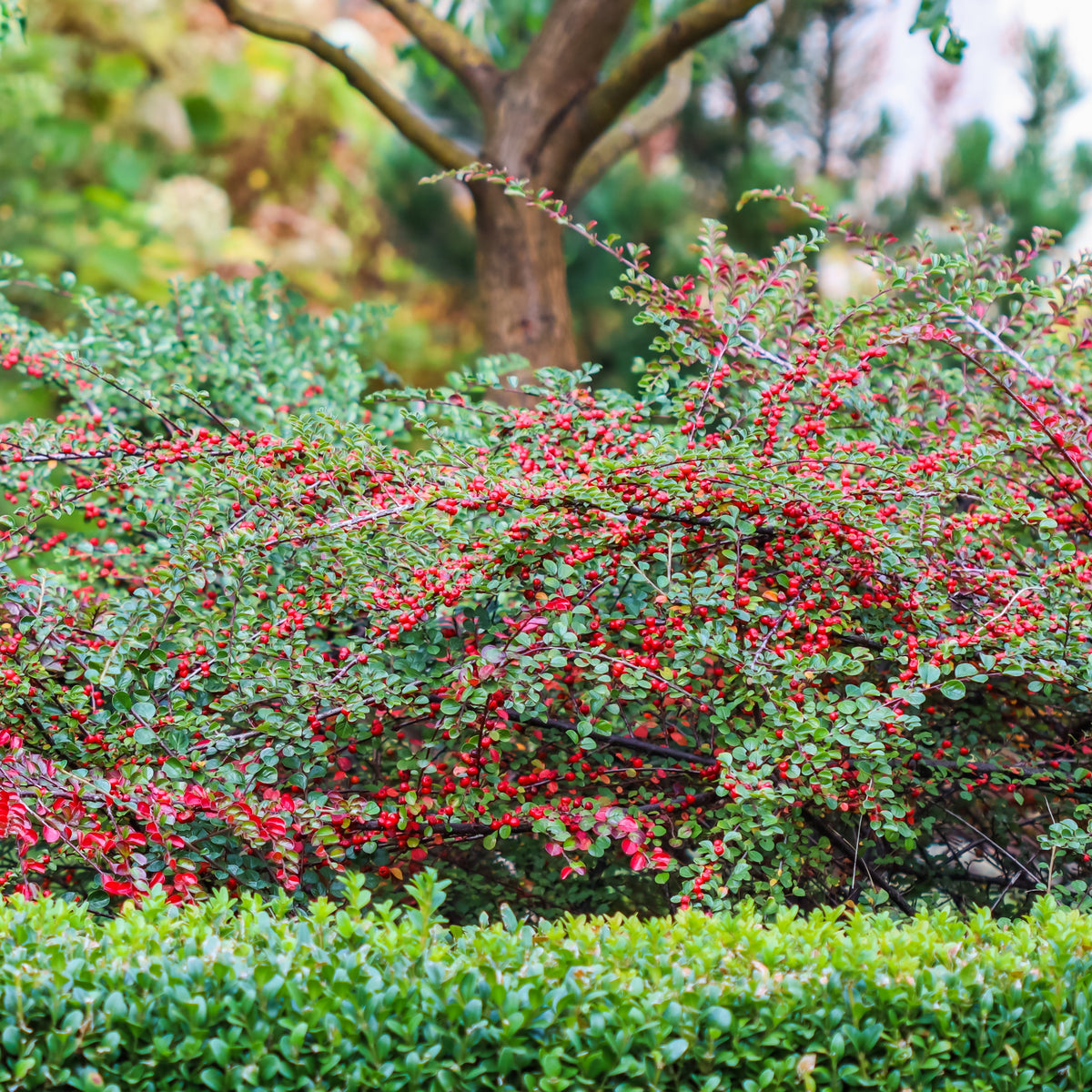 Vente Cotoneaster rampant - Cotoneaster horizontalis