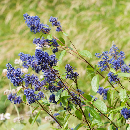 Céanothe Gloire de Versailles - Bakker