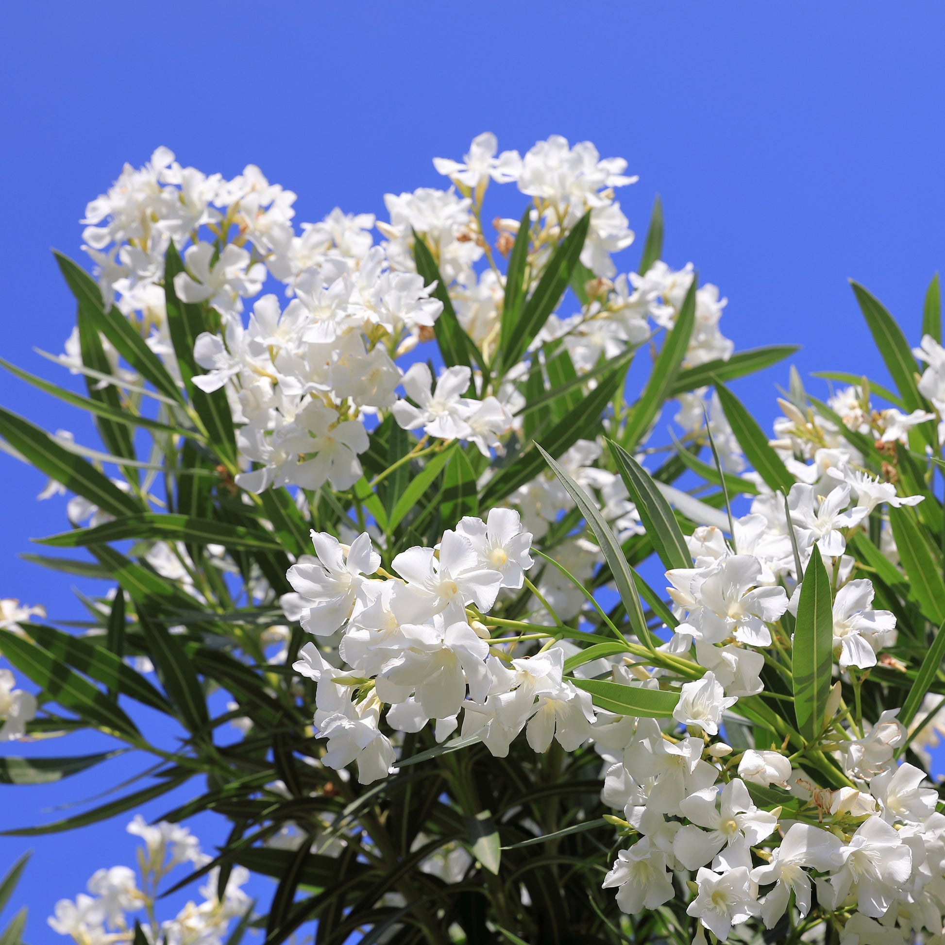 Laurier-rose  à fleurs blanches - Nerium oleander white - Bakker