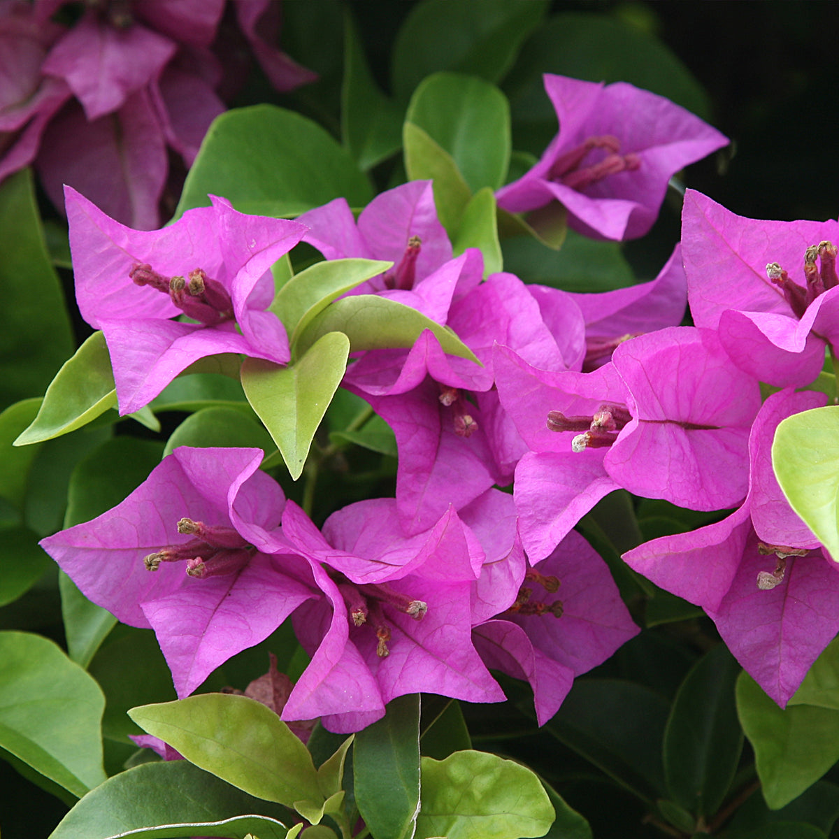 Bougainvillea purple - Bougainvillier Violet - Bougainvillier