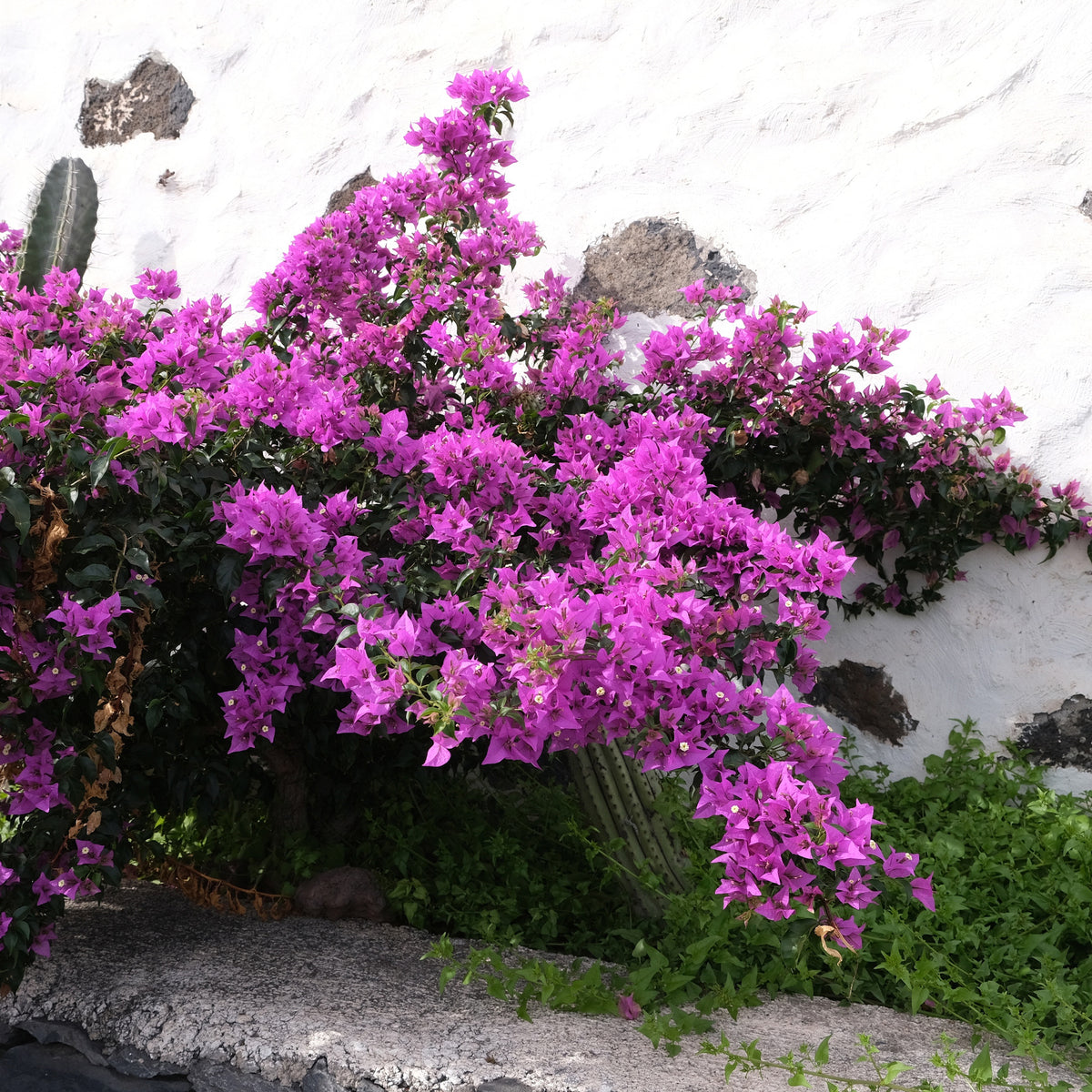 Bougainvillier Violet - Bakker