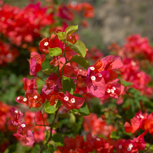 Bougainvillier Rouge - Bakker
