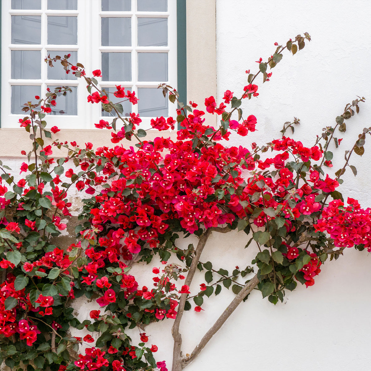 Bougainvillier Rouge - Bakker