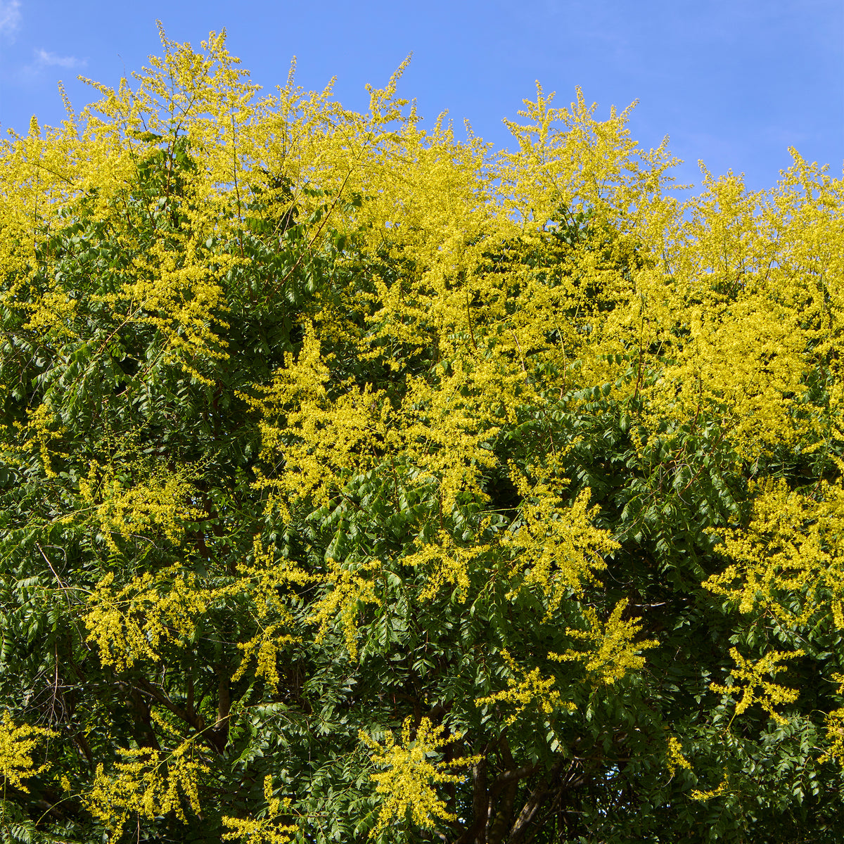 Savonnier - Koelreuteria paniculata - Bakker