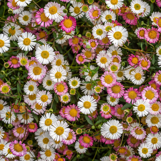 Erigeron karvinskianus 'Profusion' - Bakker