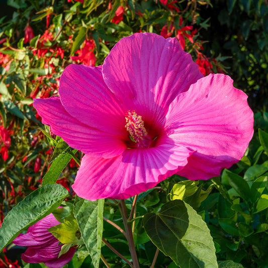 Hibiscus des marais Extreme Magenta ® - Bakker