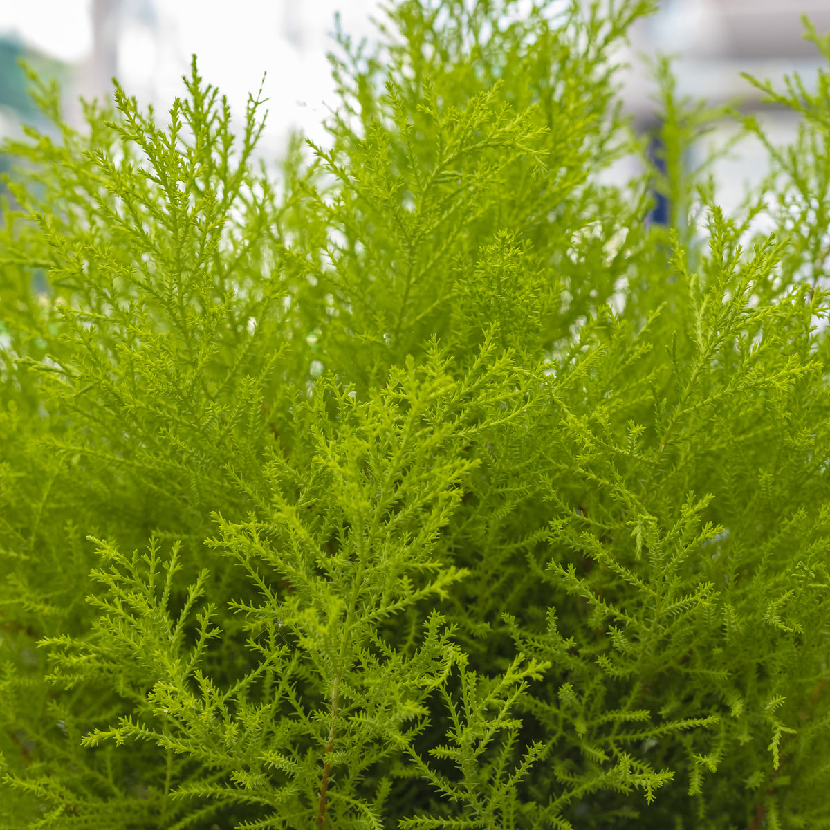 Chambre Cupressus 'Goldcrest Wilma' - Cupressus macrocarpa Goldcrest Wilma - Bakker