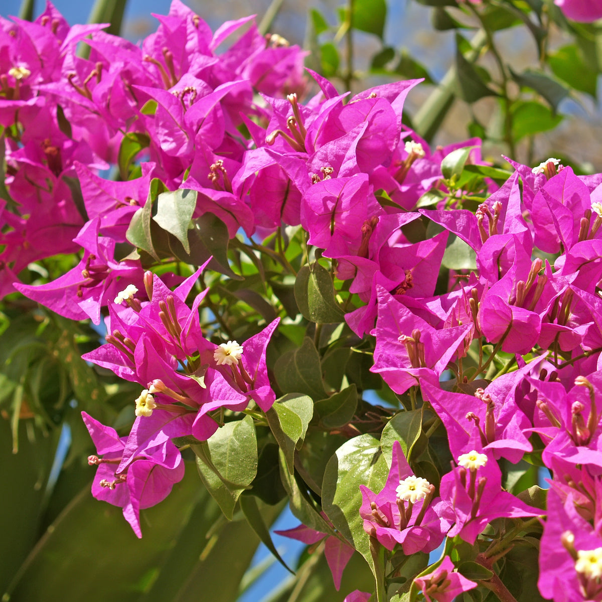 Bougainvillier 'Vera Deep Purple' - Bougainvillea spectabilis 'vera deep purple' - Bakker