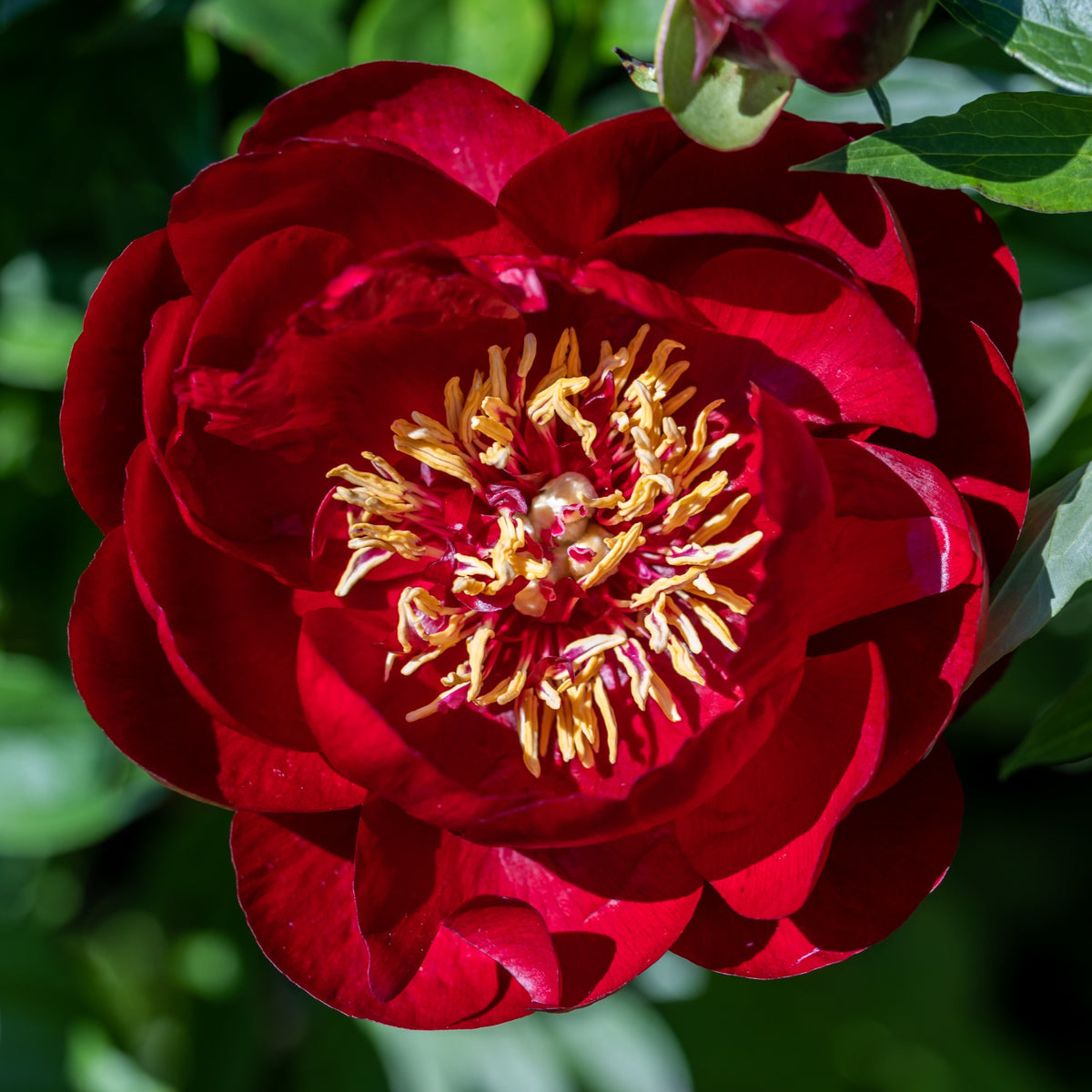 Pivoine Bella - Bakker