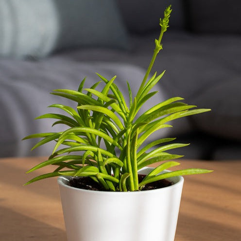 Séneçon de Barberton - Senecio Himalaya - Bakker