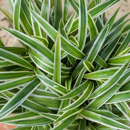 Phalangère Ocean - Chlorophytum comosum Ocean - Bakker