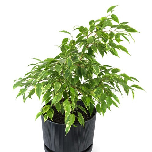 Ficus benjamina Anastasia - Ficus benjamina Anastasia - Ficus