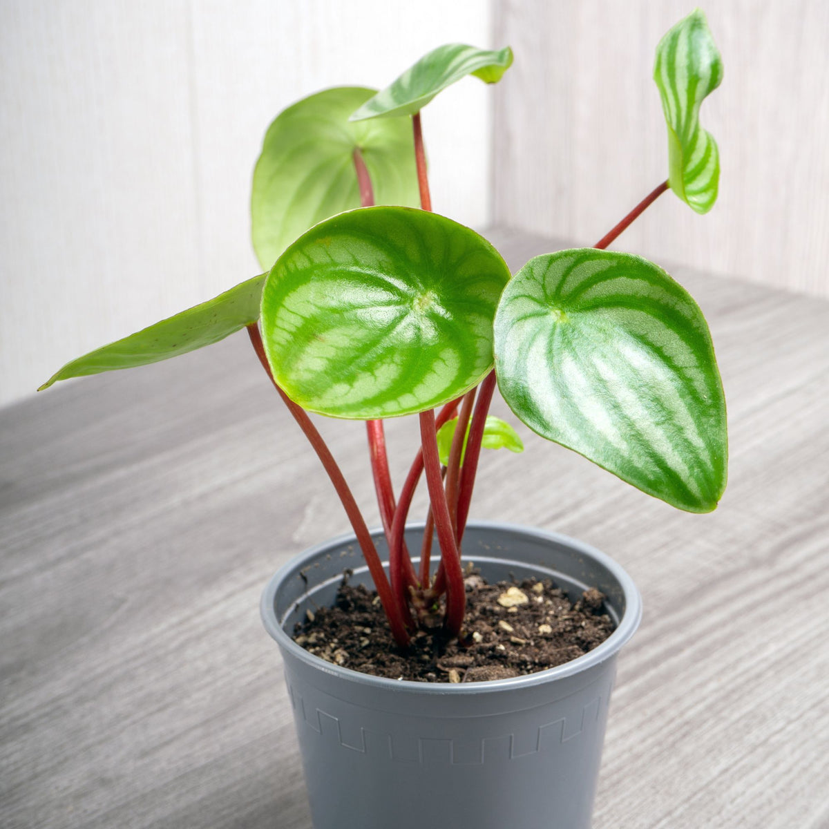 Pépéromia argenté - Peperomia argyreia - Bakker