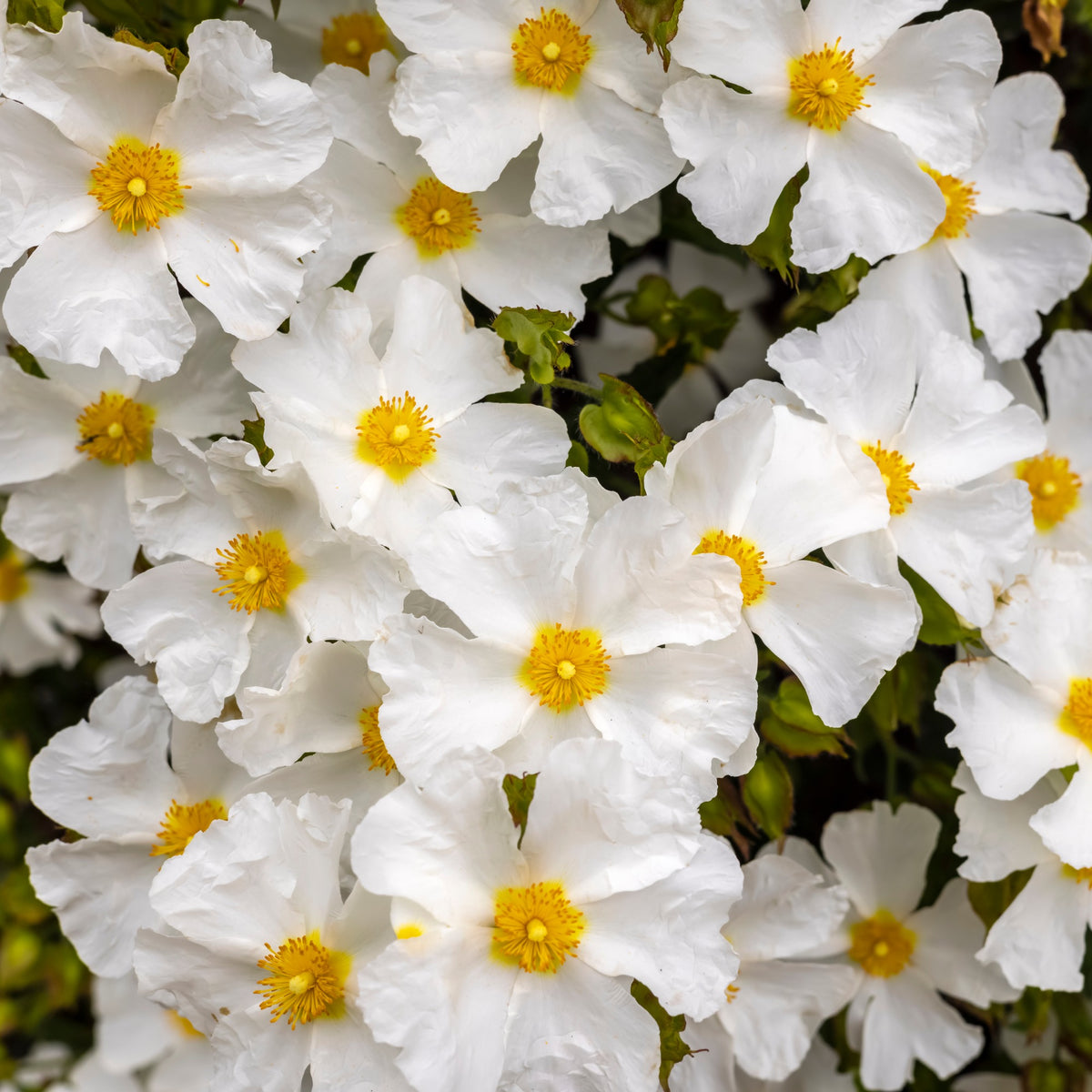 Cistus corbariensis - Ciste des Corbières - Cistus - Ciste