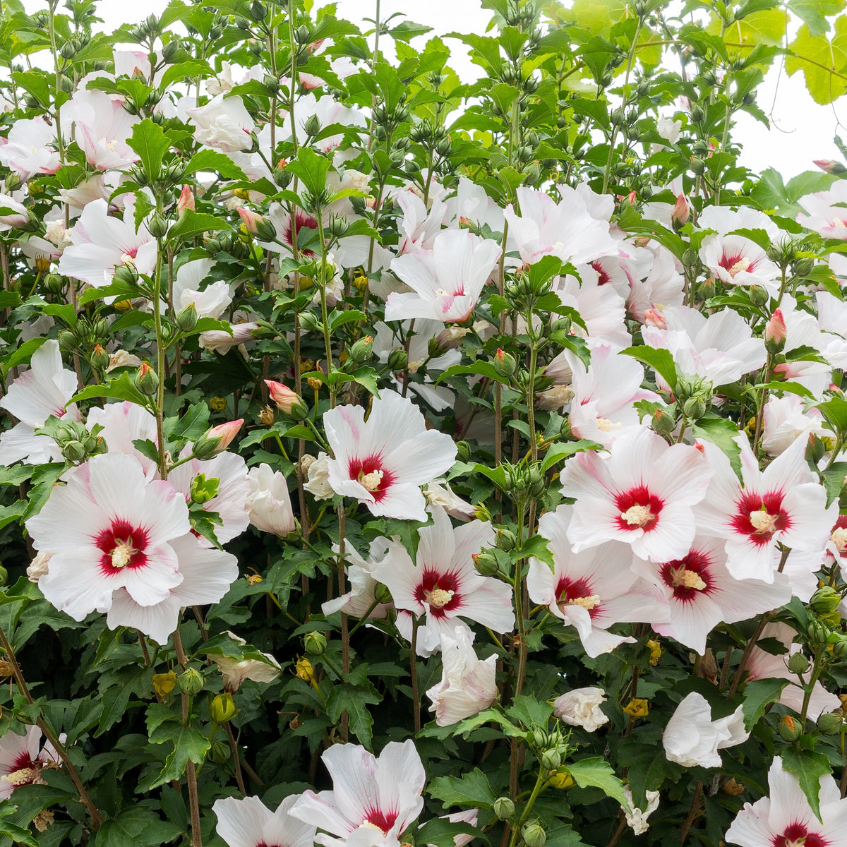 Hibiscus syriacus - Hibiscus de jardin sur tige blanc/rouge - Hibiscus