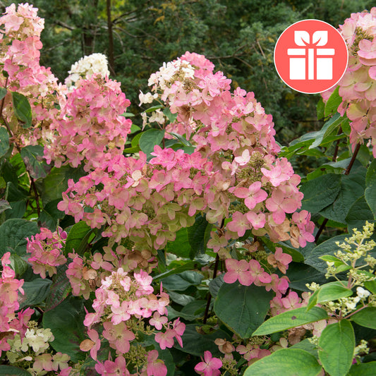 Un Hortensia Pink Diamond en cadeau - Bakker