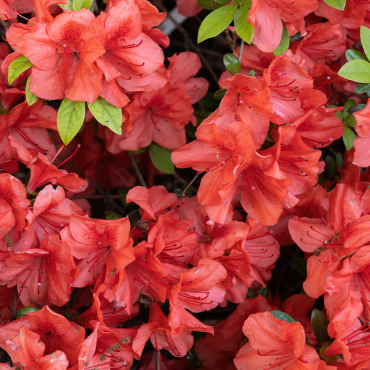 Azalée du Japon Orange Surprise - Bakker