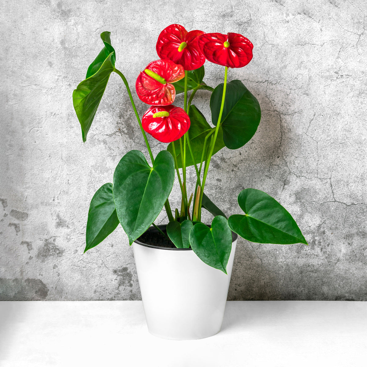 Anthurium rouge - Anthurium Royal Champion - Bakker